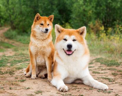 Un Akita Inu (à droite) à côté d'un Shiba Inu (à gauche)