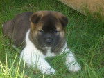 Bear - Akita Inu Mâle (1 mois)