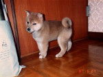 Yuki - Akita Inu Mâle (6 mois)