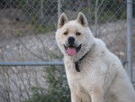 Chance - Akita Inu Mâle (5 ans)