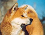 Akita - Akita Inu