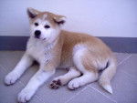 Suki - Akita Inu - Akita Inu