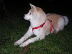 Suki - akita inu - Akita Inu