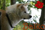 Baïko, akita inu (3) - Akita Inu