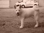 akita inu DAIKO - Akita Inu