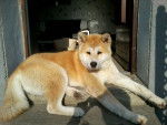 akita inu - Akita Inu