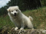 flocon - Akita Inu Femelle (6 mois)