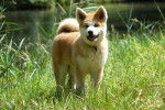 Akita Inu : H’Ayumi du temple des shoguns - Akita Inu