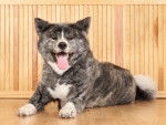 Un Akita Inu gris avec la langue pendue