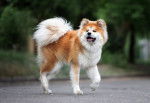 Un Akita Inu marche dans un parc