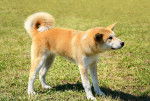 Photo Akita Inu