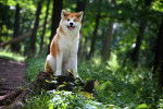Un Akita Inu assis sur un tronc d'arbre en forêt