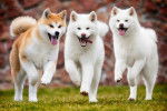 Photo Akita Inu