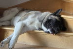 Un Akita Inu allongé sur une marche d'escaliers et semblant dormir 