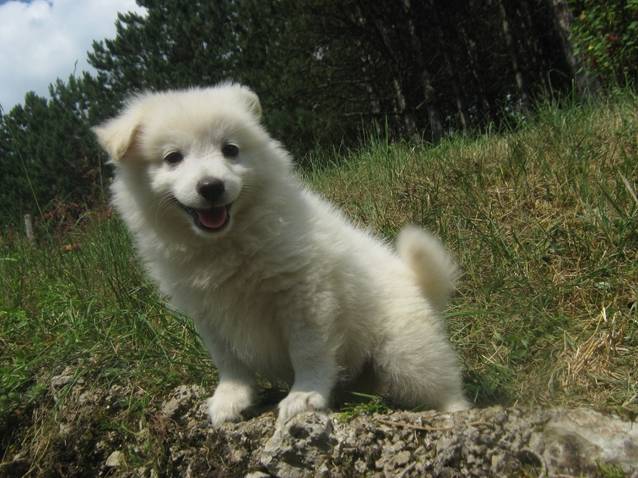 flocon - Akita Inu Femelle (6 mois)