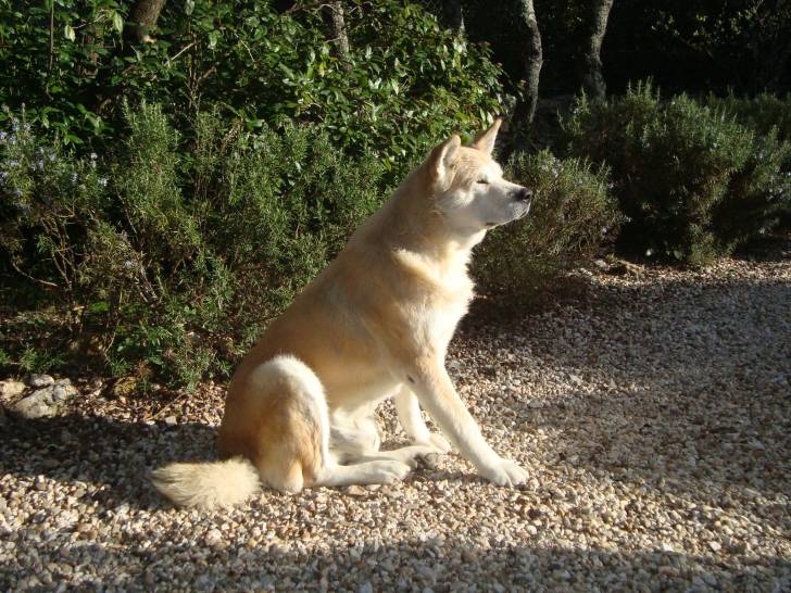 Renzo - Akita Inu Mâle (6 ans)