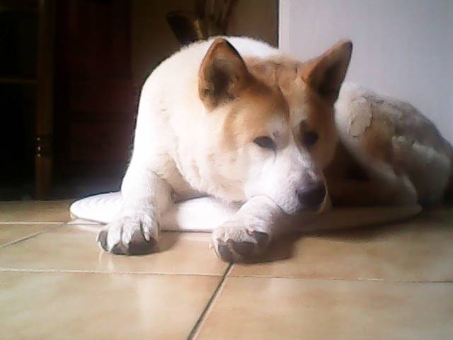 Kiboo, Akita Inu 7 ans - Akita Inu (7 ans)