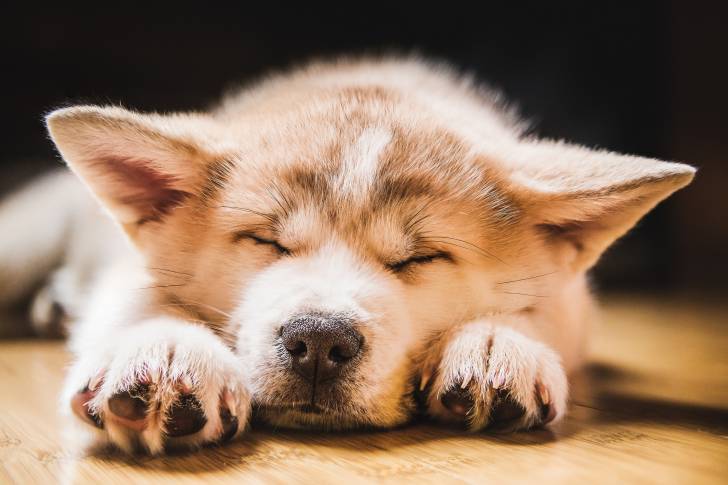 Un Akita Inu endormi avec la tête entre les pattes