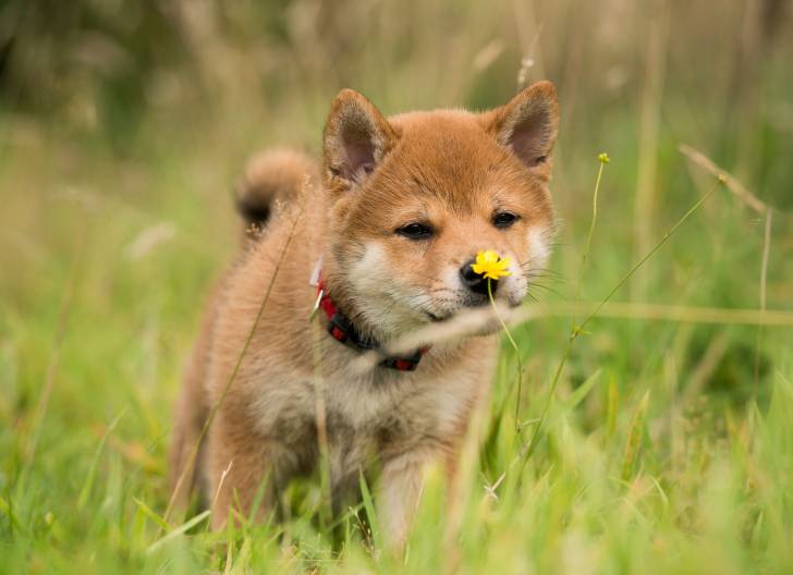 Un chiot Akita Inu se promène dehors