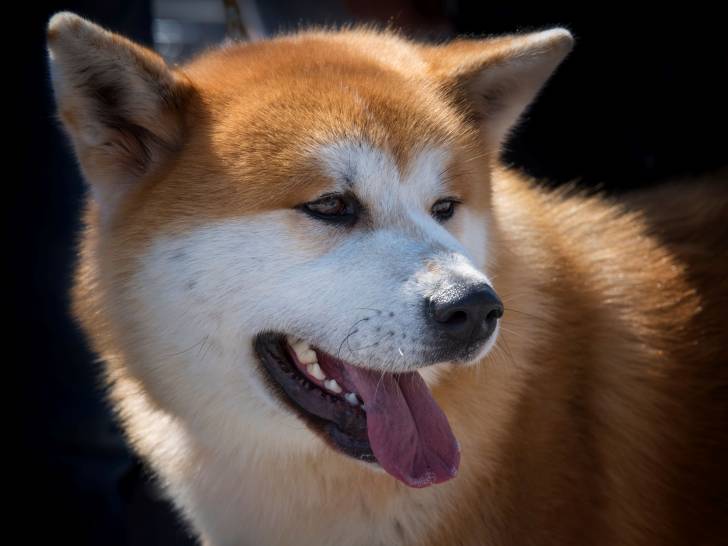 Photo Akita Inu