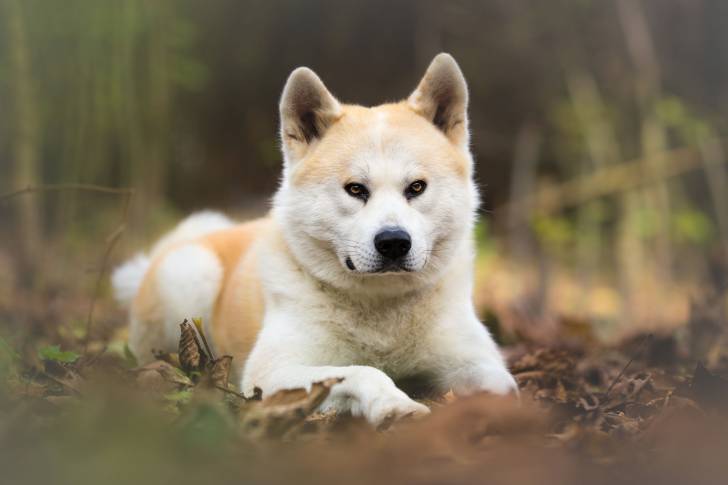 Un Akita Inu allongé sur de la terre dans un parc