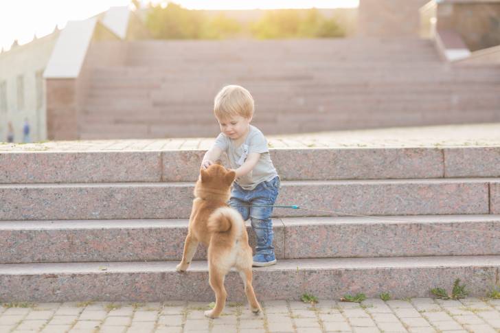 Un jeune Akita Inu en train de jouer avec un petit garçon dehors