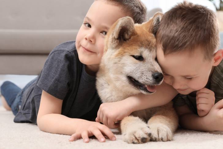 Un jeune Akita Inu allongé avec deux petits garçons