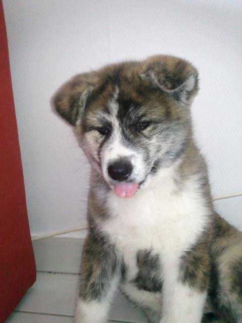 akita inu sekoya - Akita Inu