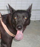 Photo Chien de Taiwan