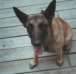 Photo Chien de Taiwan