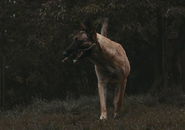 Photo Chien de Taiwan