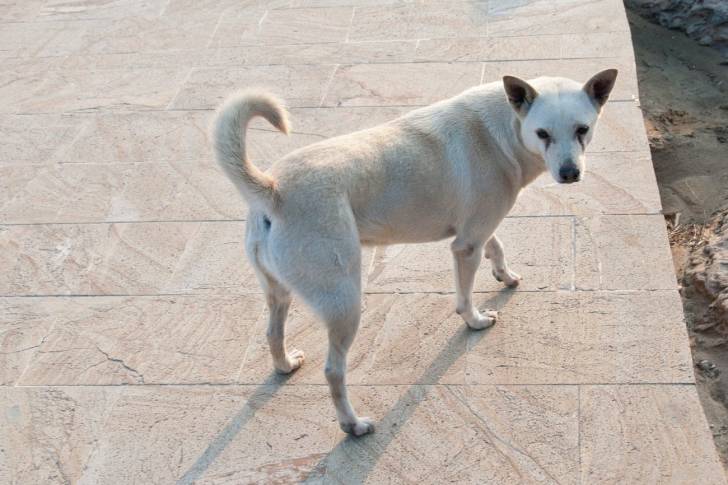 Photo Chien de Taiwan