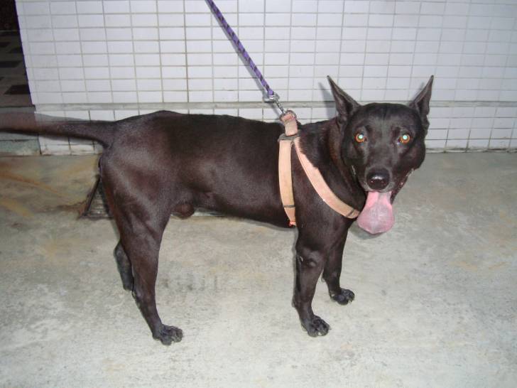 Photo Chien de Taiwan