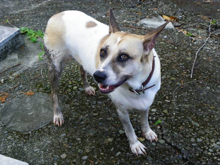 Photo Chien de Taiwan