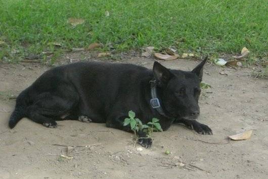 Photo Chien de Taiwan