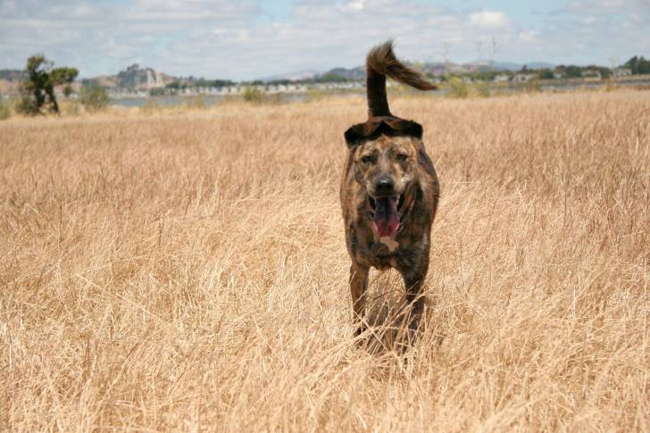 Photo Chien de Taiwan