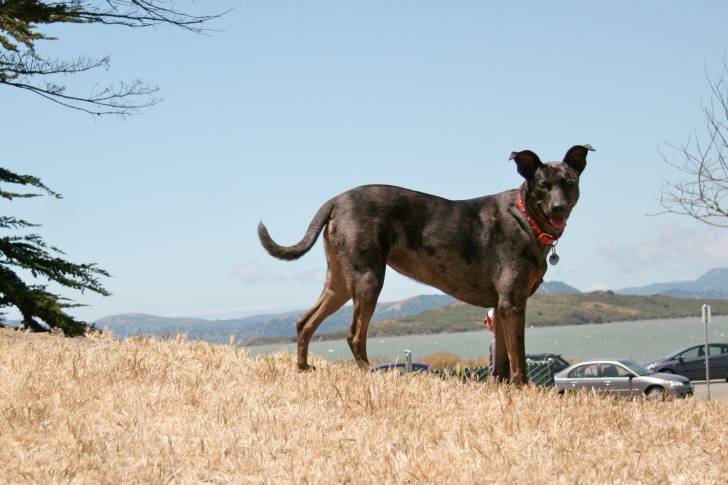 Photo Chien de Taiwan