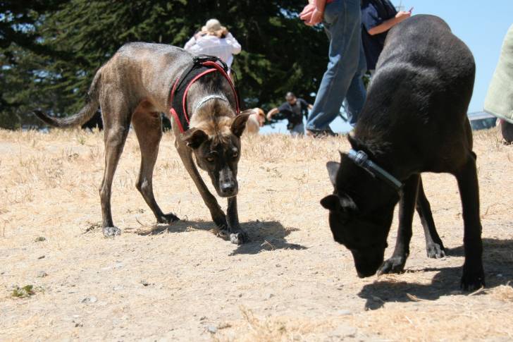 Photo Chien de Taiwan