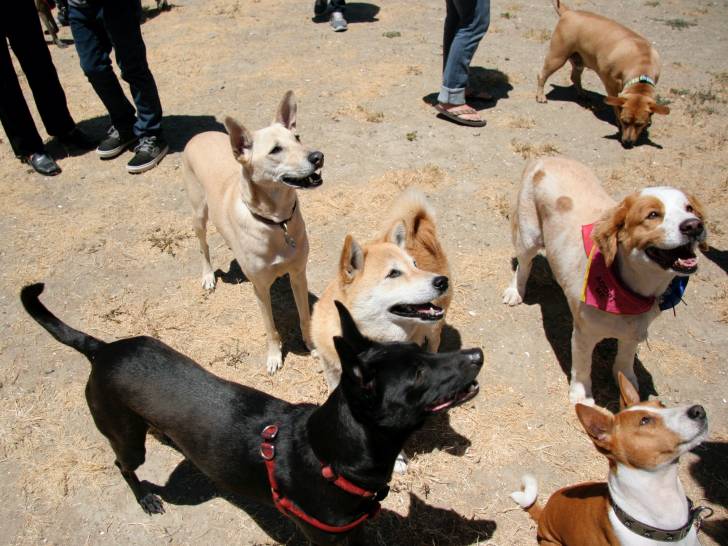 Photo Chien de Taiwan