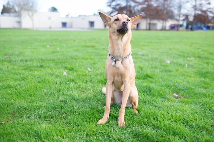 Photo Chien de Taiwan