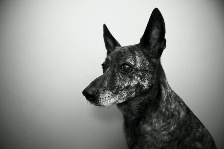 Photo Chien de Taiwan