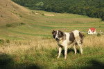 Photo Berger Roumain de Bucovine