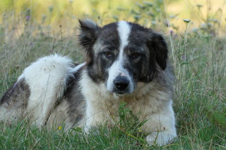 Photo Berger Roumain de Bucovine
