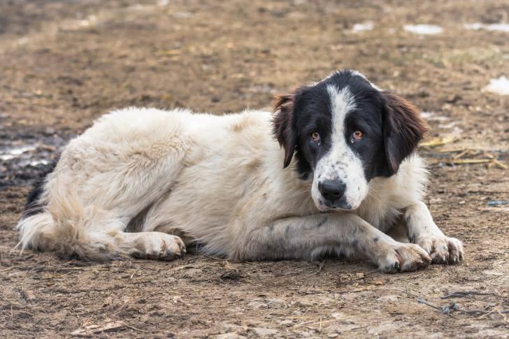 Photo Berger Roumain de Bucovine