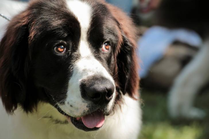 Photo Berger Roumain de Bucovine