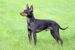 Photo English Toy Terrier