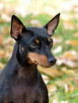 Photo English Toy Terrier