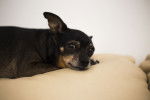 Photo English Toy Terrier