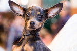 Photo English Toy Terrier