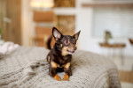 Photo English Toy Terrier